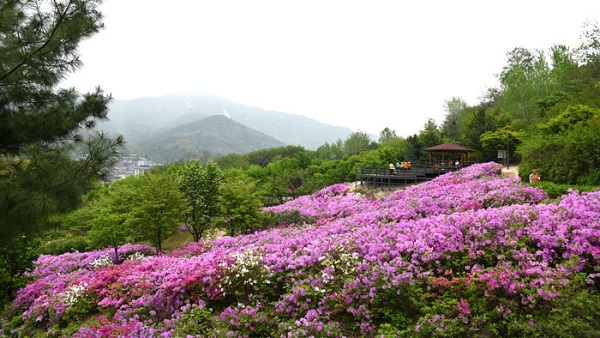 상계동 나들이 철쭉동산 이미지