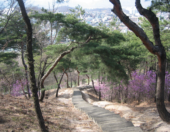 천장산 산책로 이미지